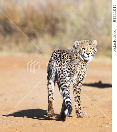 Pilanesberg,South Africa wildlife Pictures  95511012