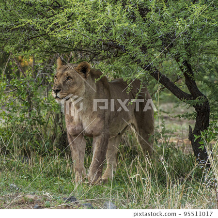 Pilanesberg,South Africa wildlife Pictures  95511017