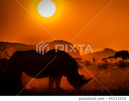 Pilanesberg,South Africa wildlife Pictures  95511038