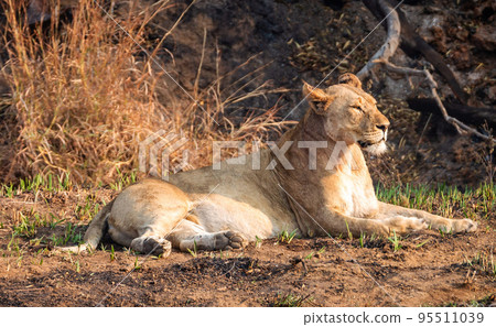 Pilanesberg,South Africa wildlife Pictures  95511039