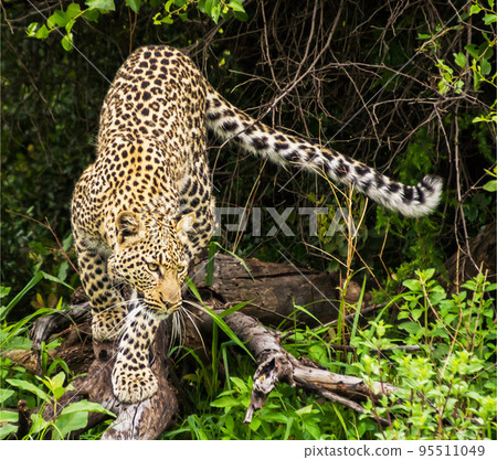 Pilanesberg,South Africa wildlife Pictures  95511049
