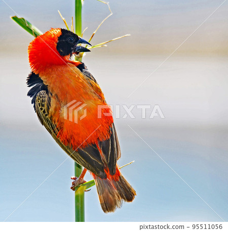 Pilanesberg,South Africa wildlife Pictures  95511056