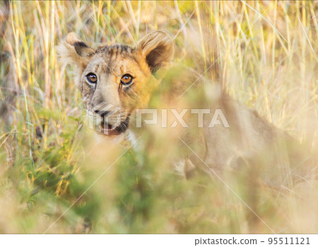 Beautiful Pilanesberg,South Africa wildlife Pictures Beautiful Pilanesberg,South Africa wildlife Pictures 95511121