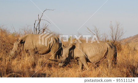Beautiful Pilanesberg,South Africa wildlife Pictures  95511124