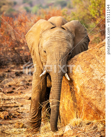 Beautiful Pilanesberg,South Africa wildlife Pictures Beautiful Pilanesberg,South Africa wildlife Pictures 95511144