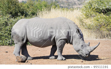 Creative Pilanesberg,South Africa wildlife Pictures  95511191