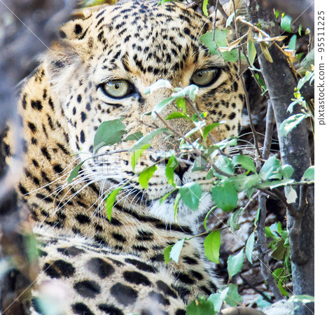 Creative Pilanesberg,South Africa wildlife Pictures  95511225