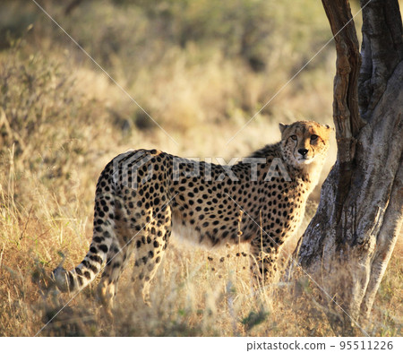 Creative Pilanesberg,South Africa wildlife Pictures  95511226