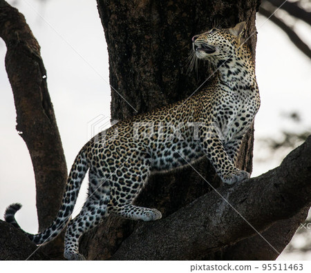 Pilanesberg,South Africa wildlife Pictures  95511463