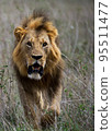 Pilanesberg,South Africa wildlife Pictures  95511477