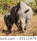 Pilanesberg,South Africa wildlife Pictures  95511479