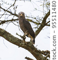 Pilanesberg,South Africa wildlife Pictures  95511480