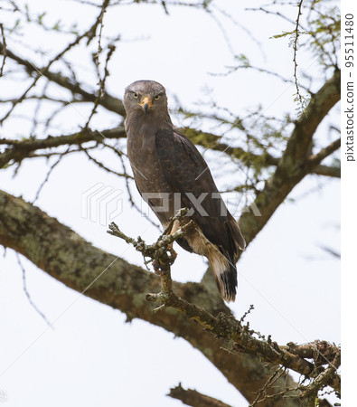 Pilanesberg,South Africa wildlife Pictures  95511480