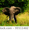 Pilanesberg,South Africa wildlife Pictures  95511482