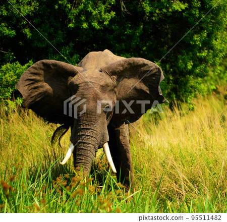 Pilanesberg,South Africa wildlife Pictures  95511482