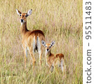 Pilanesberg,South Africa wildlife Pictures  95511483