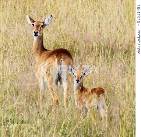 Pilanesberg,South Africa wildlife Pictures  95511483