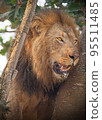 Pilanesberg,South Africa wildlife Pictures  95511485
