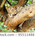 Pilanesberg,South Africa wildlife Pictures  95511488