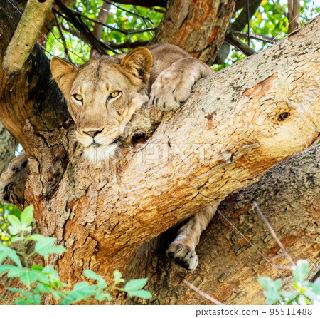 Pilanesberg,South Africa wildlife Pictures  95511488
