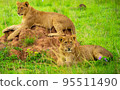 Pilanesberg,South Africa wildlife Pictures  95511490