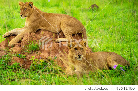 Pilanesberg,South Africa wildlife Pictures  95511490