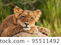 Pilanesberg,South Africa wildlife Pictures  95511492