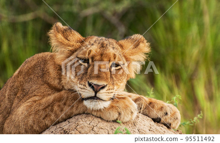 Pilanesberg,South Africa wildlife Pictures  95511492