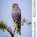 Pilanesberg,South Africa wildlife Pictures  95511494