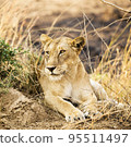 Pilanesberg,South Africa wildlife Pictures  95511497