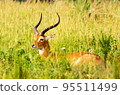 Pilanesberg,South Africa wildlife Pictures  95511499