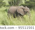 Pilanesberg,South Africa wildlife Pictures  95511501