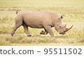 Pilanesberg,South Africa wildlife Pictures  95511502