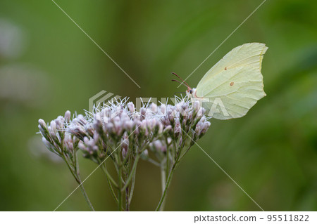A streak-like butterfly sucking nectar in Fujibakama 95511822
