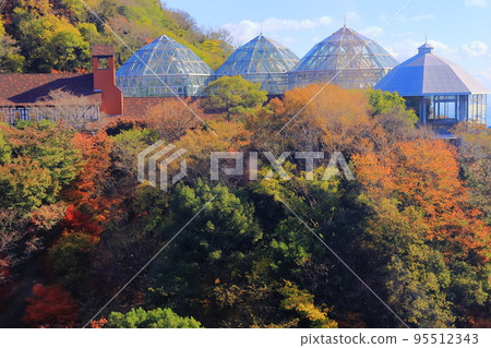 神戶布引香草園的紅葉(神戶市中央區) 神戶布引香草園的紅葉(神戶市中央區) 95512343