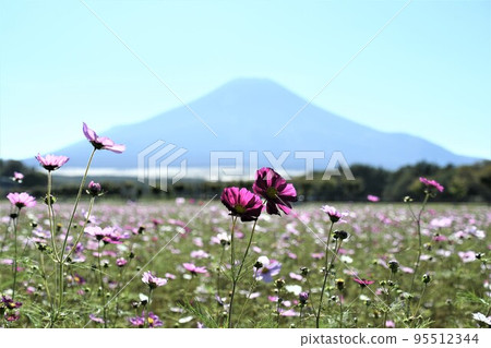 富士山和宇宙(山中湖花之宮公園) 富士山和宇宙(山中湖花之宮公園) 95512344
