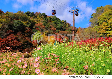 神戶布引香草園（神戶市中央區） 風之丘花園的紅葉 95512389
