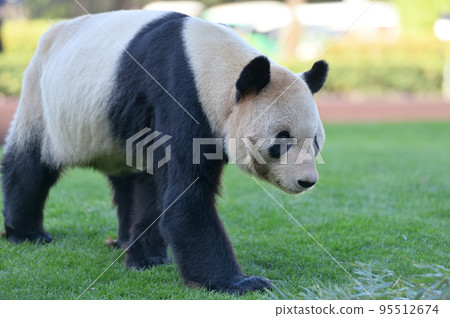 英美在操場上巡邏 95512674