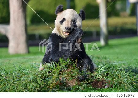 愛美吃竹子好吃 95512678