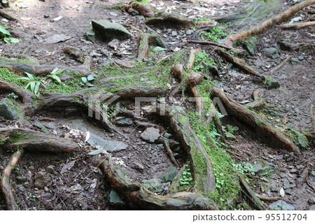 根植於大地的樹根 95512704