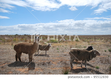 Grazing scenery of livestock animals 95512830
