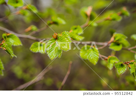 Close-up of young leaves blooming in a natural environment. Selective focus, macro Close-up of young leaves blooming in a natural environment. Selective focus, macro 95512842