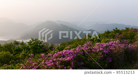 The morning of Anyangsan where azaleas bloom red in the fog 95513213