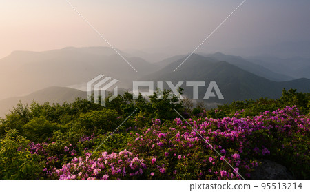 The morning of Anyangsan where azaleas bloom red in the fog The morning of Anyangsan where azaleas bloom red in the fog 95513214