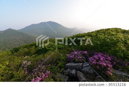 The morning of Anyangsan where azaleas bloom red in the fog 95513216
