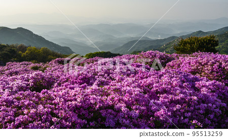 Hwangmaesan, a tourist attraction with red azalea flowers Hwangmaesan, a tourist attraction with red azalea flowers 95513259