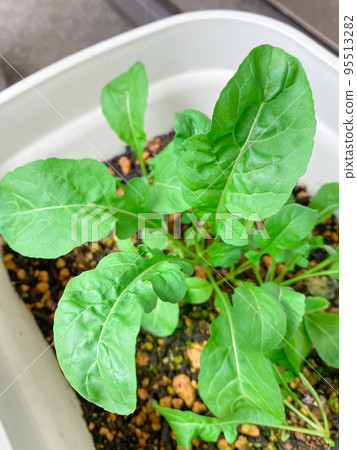 Arugula grown in a planter 95513282