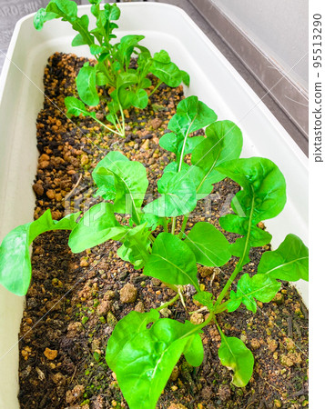 Arugula grown in a planter 95513290