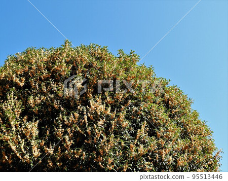 Osmanthus 95513446