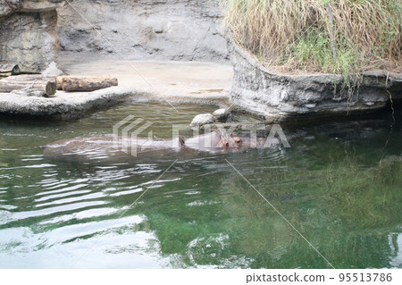 游泳河馬 95513786